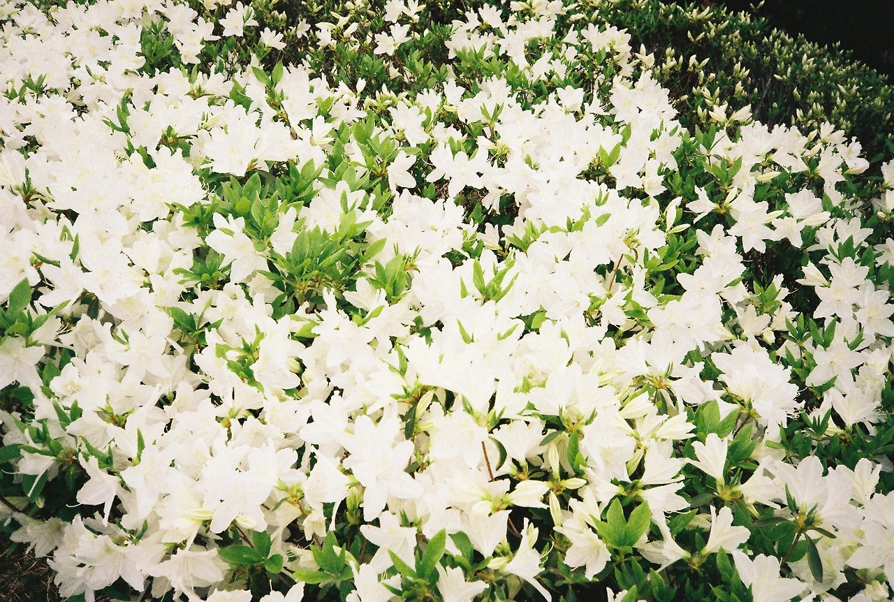 ~ 4월 27일 쯤 코닥200_2롤 (4).JPG