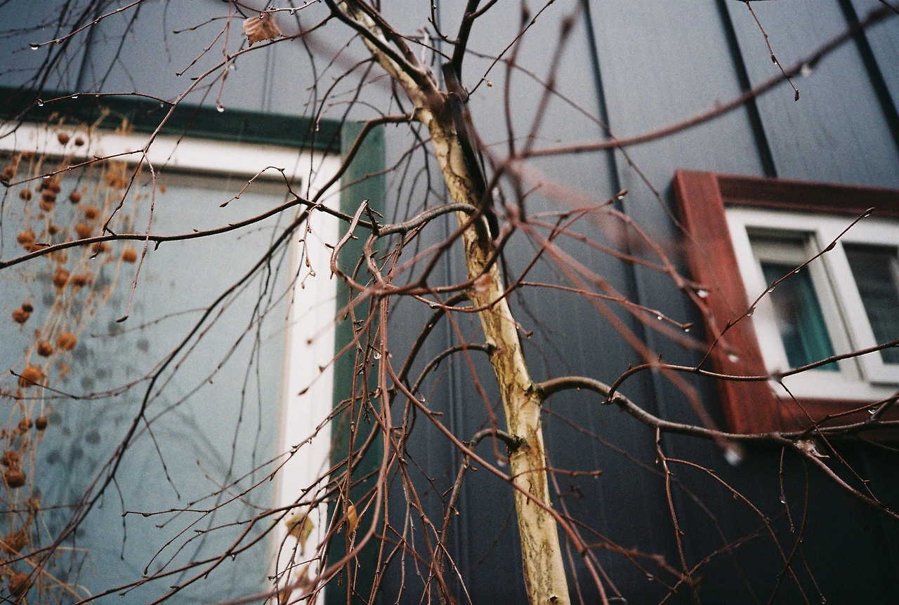 자작나무 (2).JPG