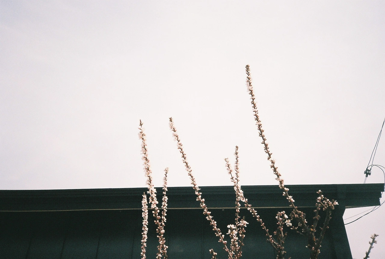 ~ 4월 11일 쯤 후지200_3롤 (10).JPG