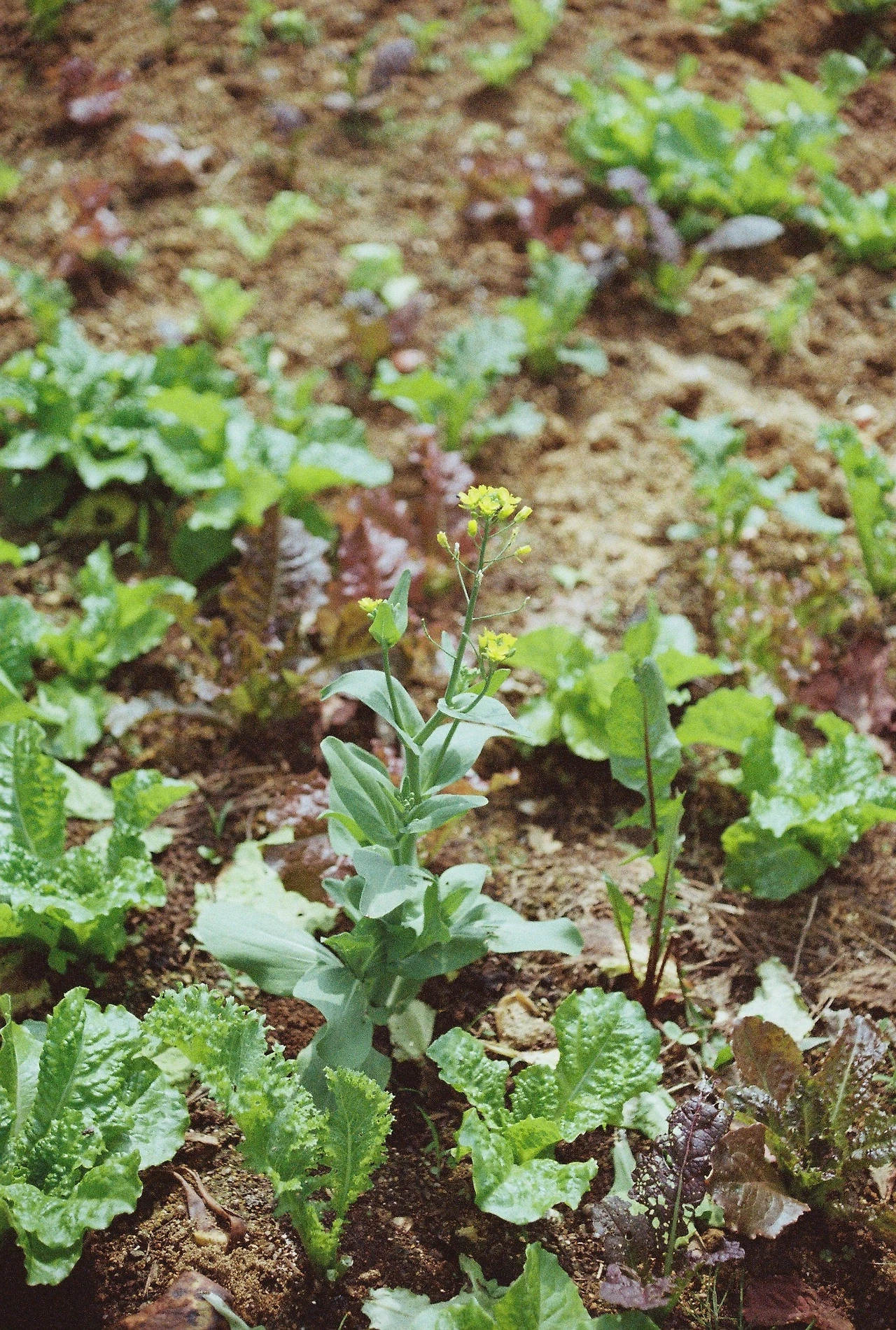 니콘필카 (2).JPG