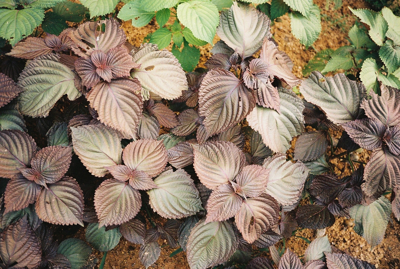 ~ 8월 20일 (13).JPG