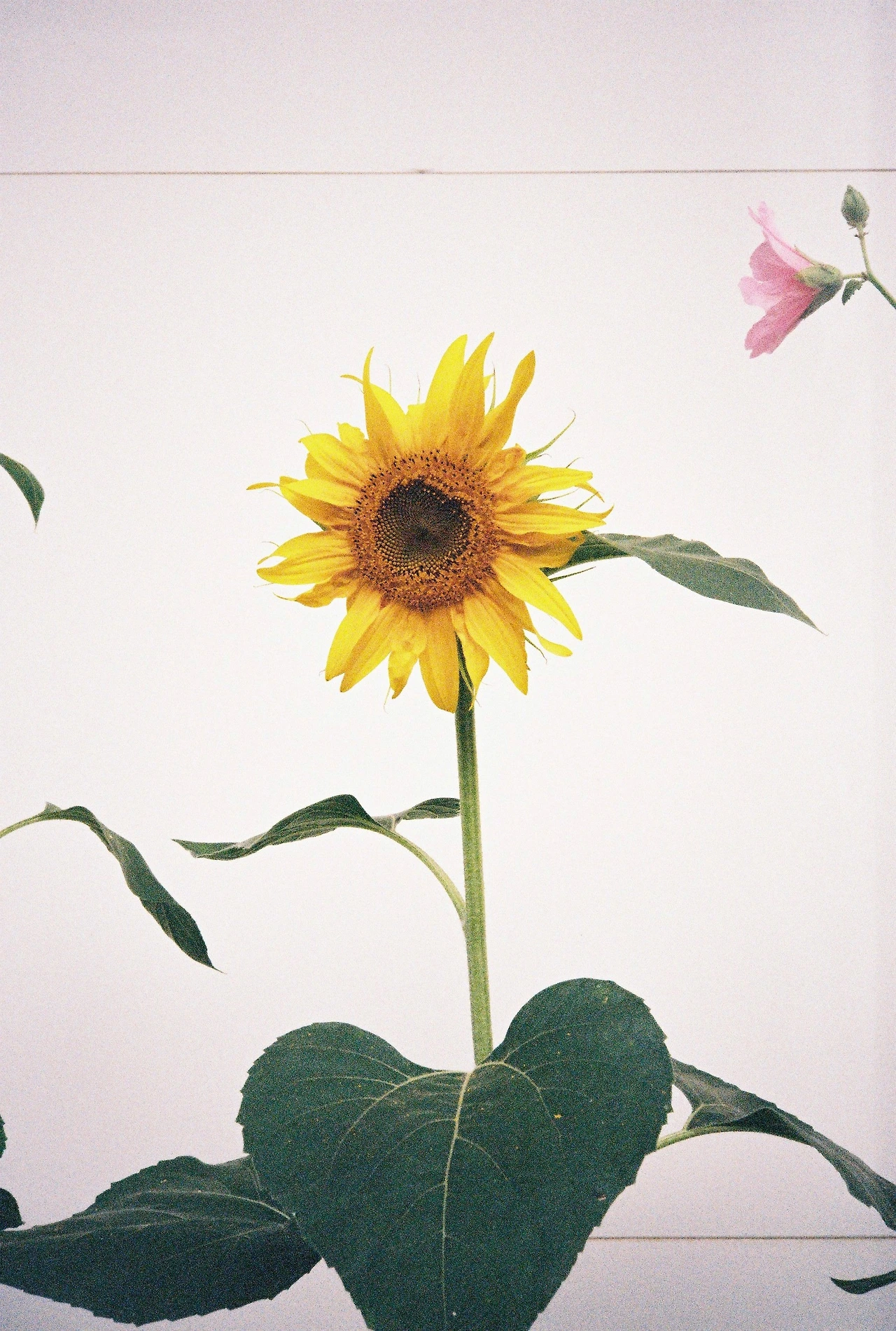 ~ 7월 22일 (24).JPG