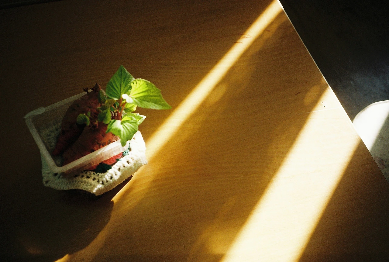 ~10월 22일 코닥 200 (35).JPG