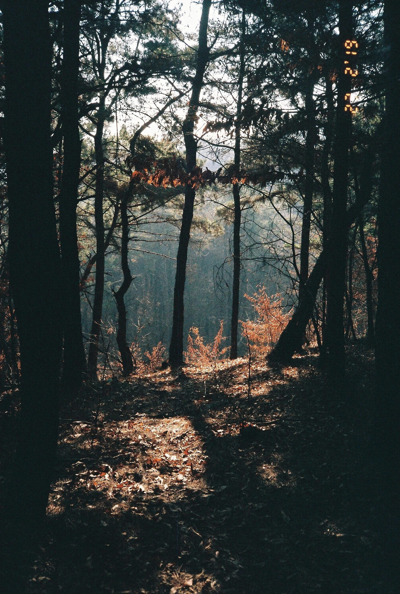 ~ 3월 후지 200_2롤 (15).JPG