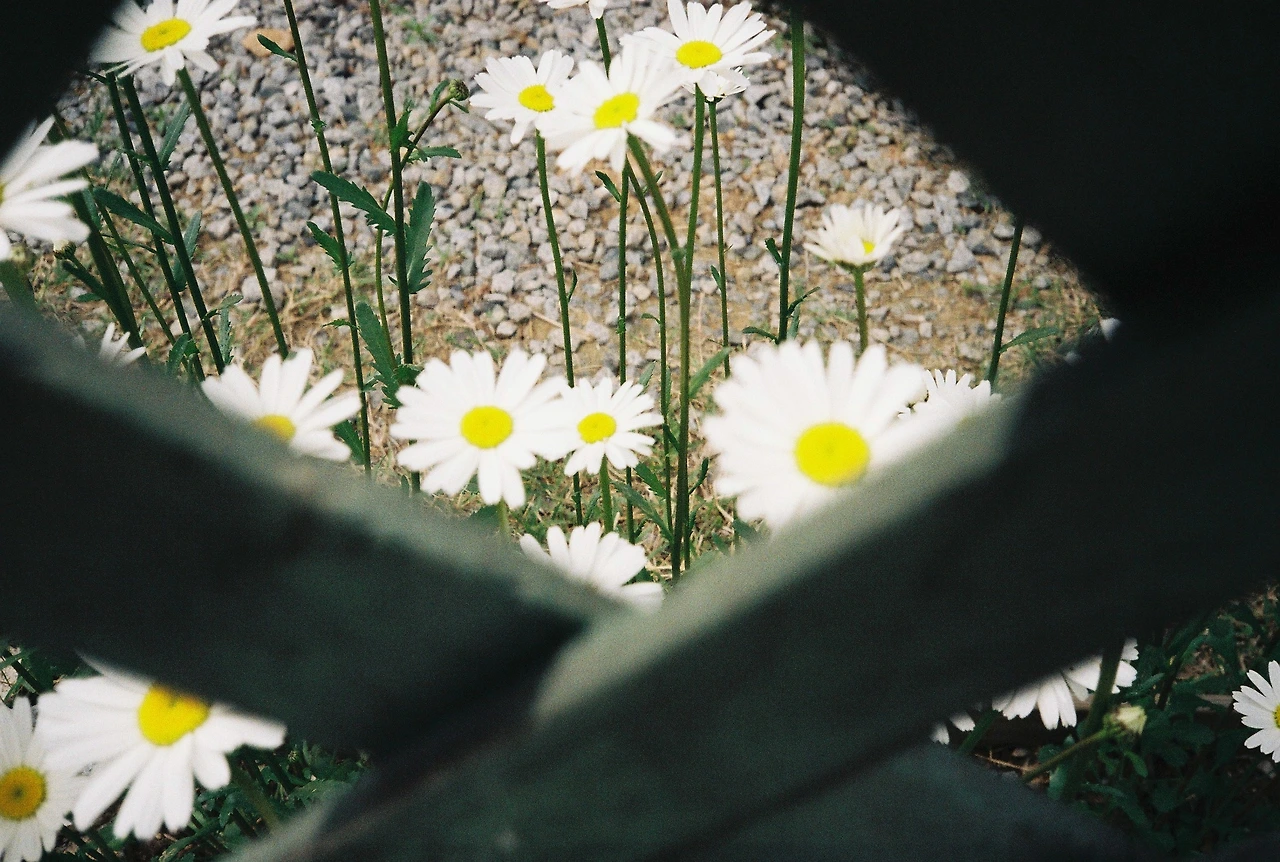 ~ 5월 1n일 코닥200_1롤 (17).JPG