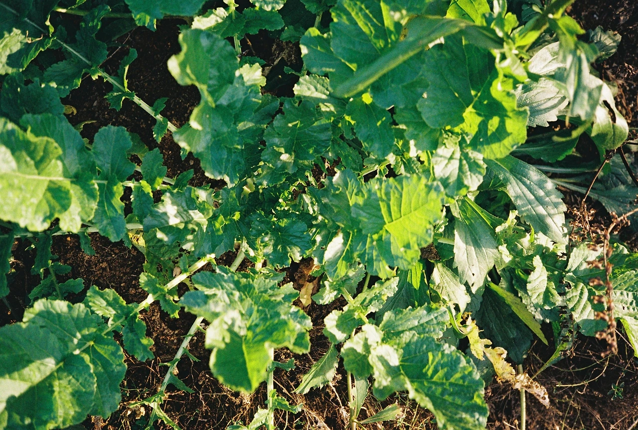 코닥200-1 (18).JPG