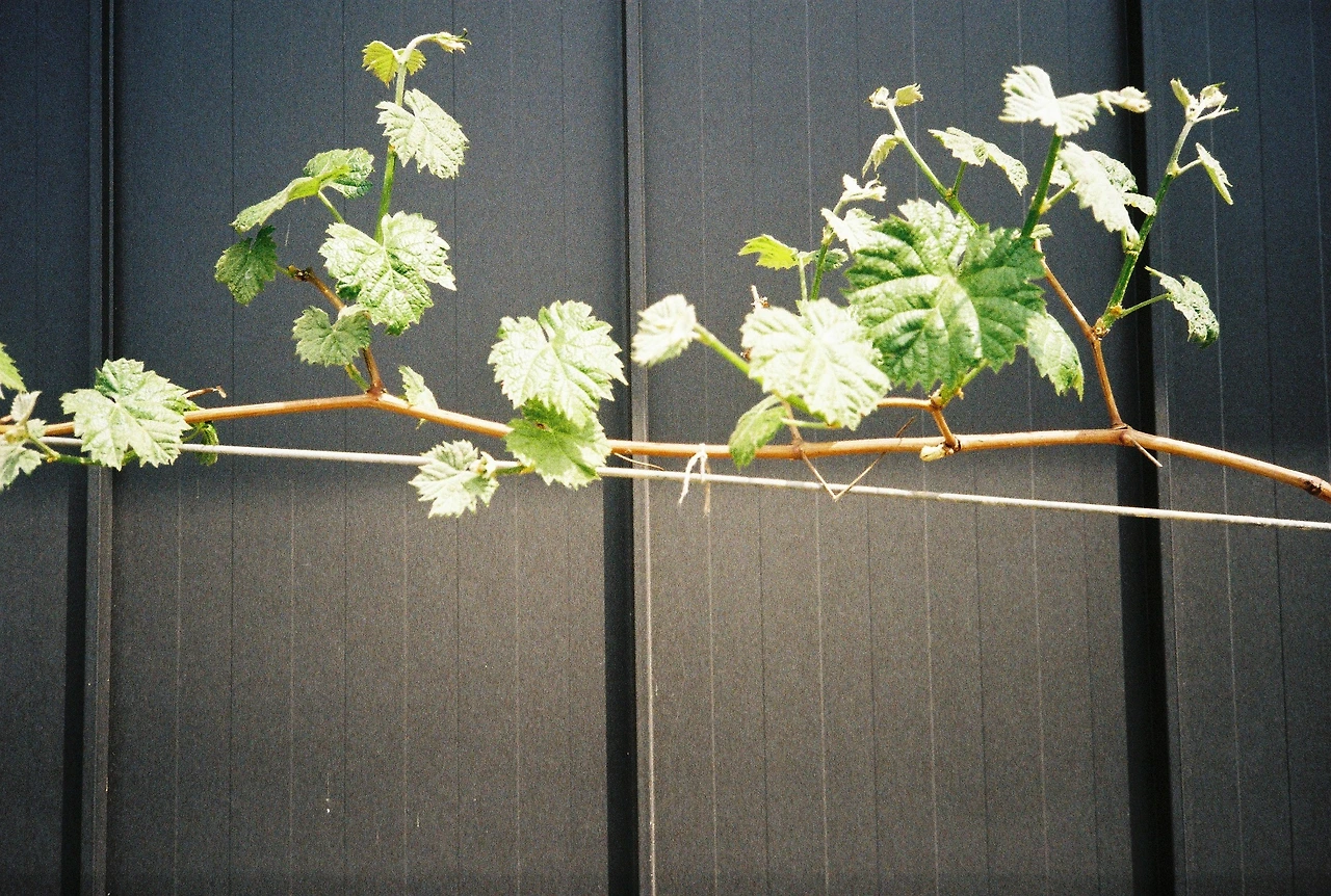 ~ 5월 1n일 코닥200_1롤 (11).JPG