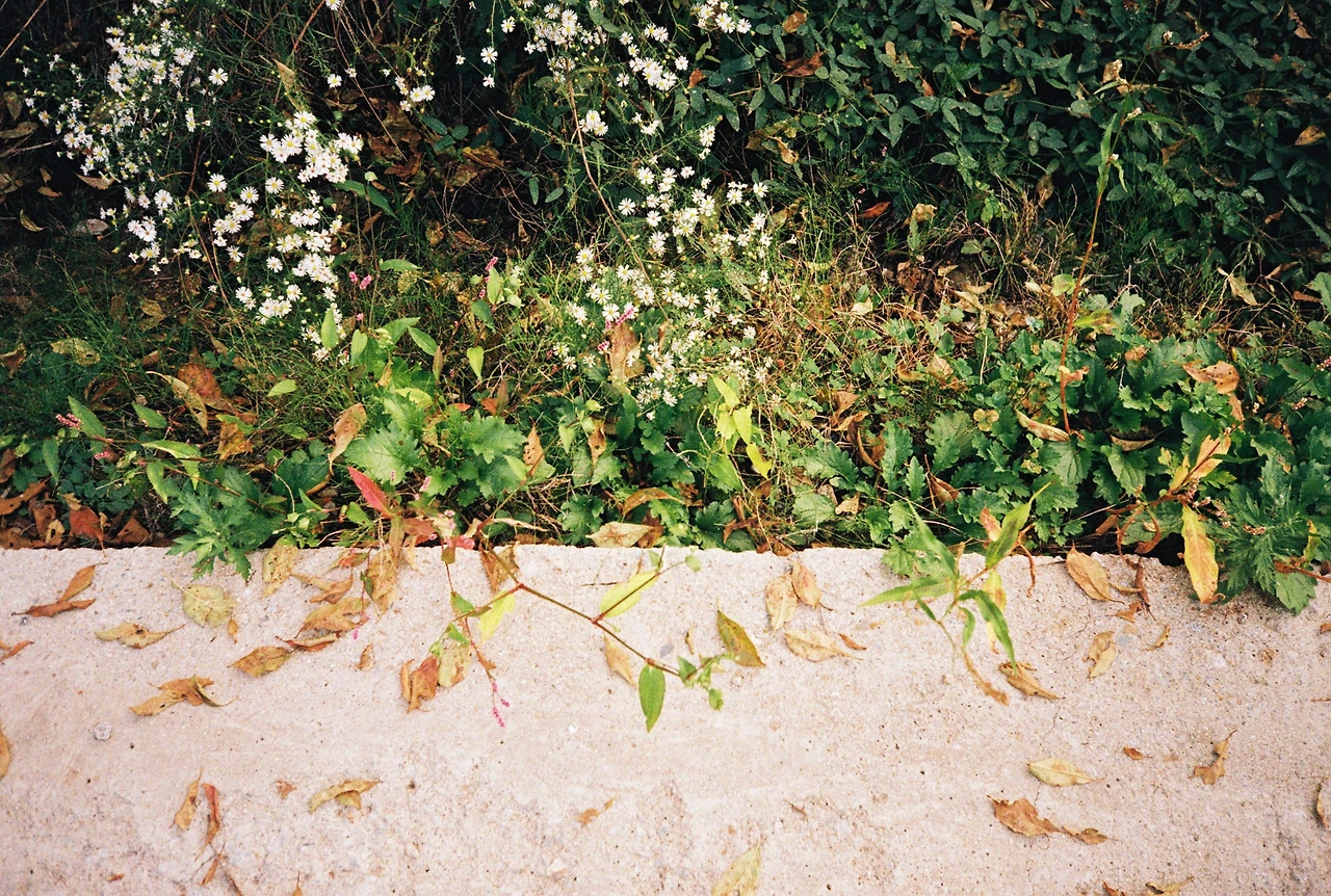 ~10월 8일 코닥 200 (21).JPG