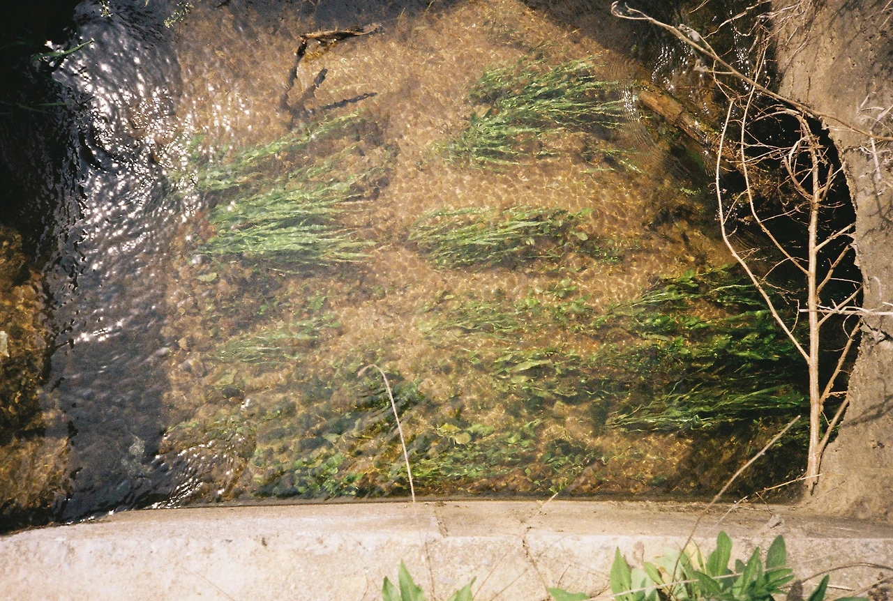 ~ 5월 1n일 코닥200_1롤 (18).JPG