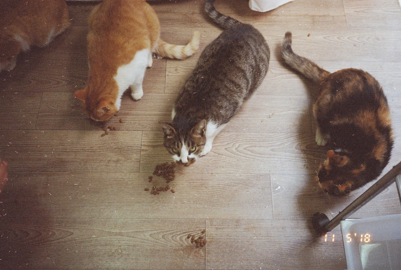 라이카미니 (25).JPG