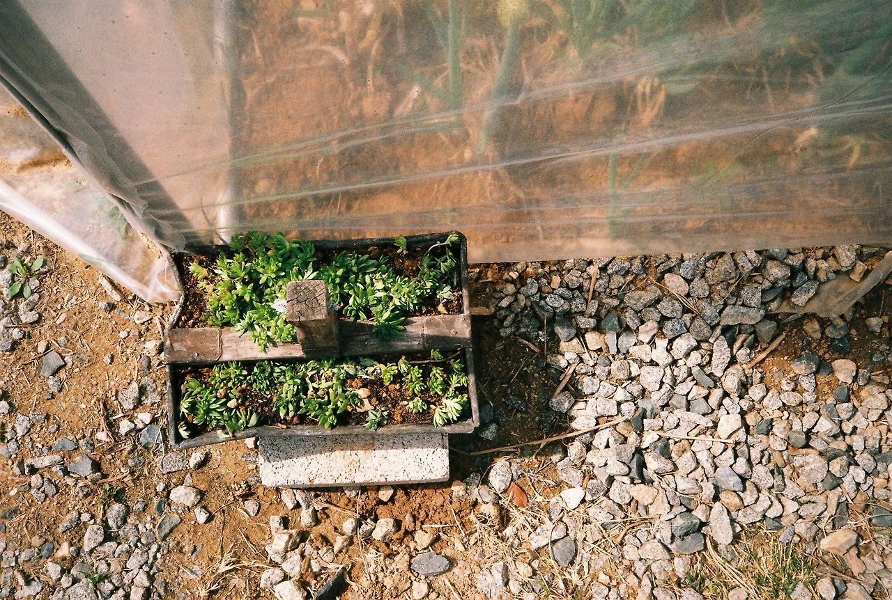 ~ 4월 11일 쯤 후지200_3롤 (8).JPG