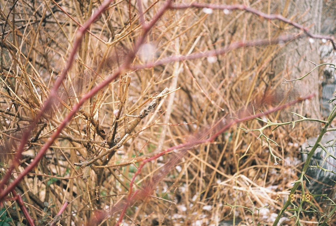 ~ 3월 후지 200_2롤 (18).JPG