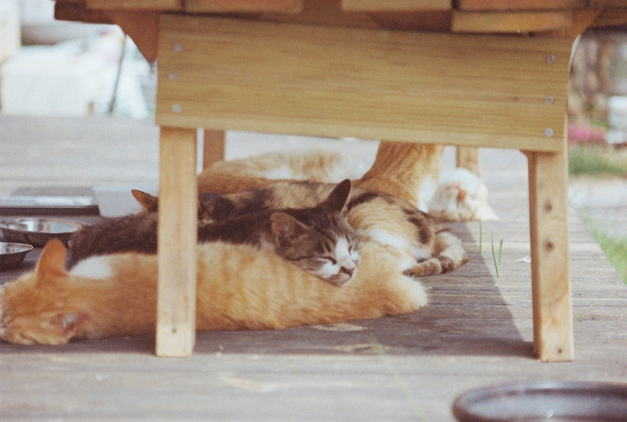 니콘필카 (4).JPG