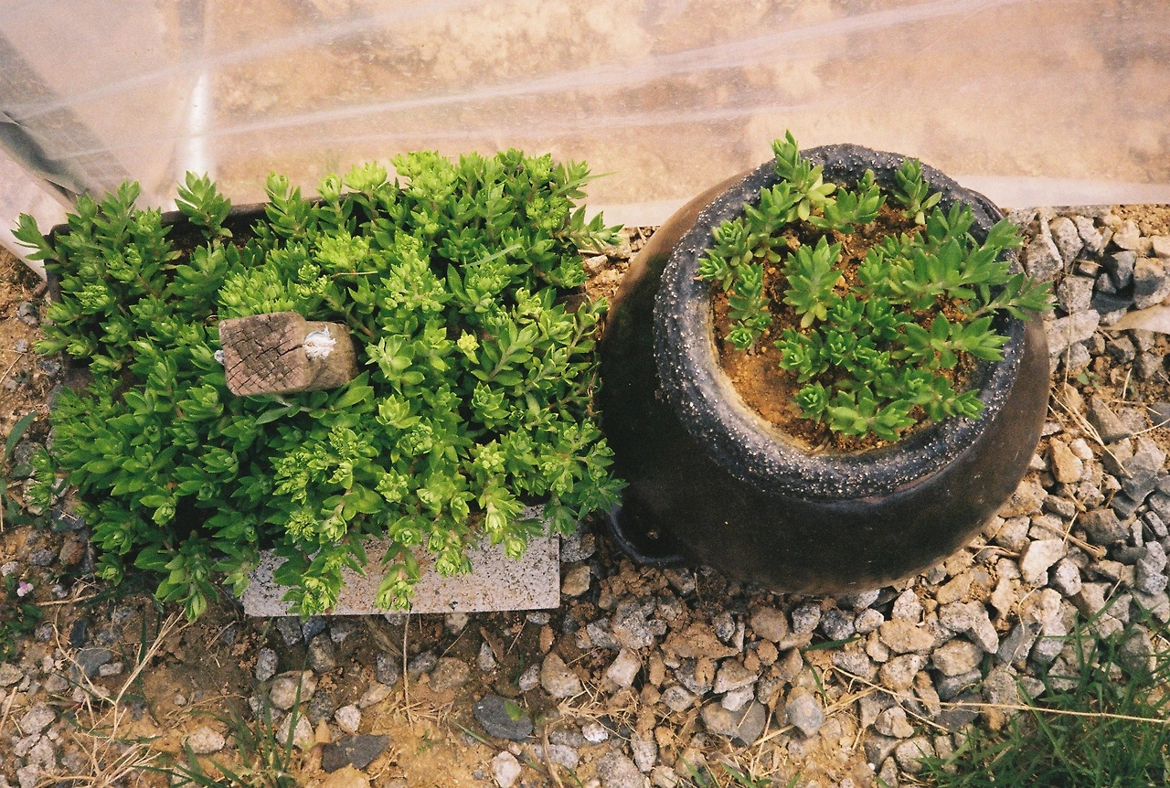 ~ 5월 1n일 코닥200_1롤 (9).JPG