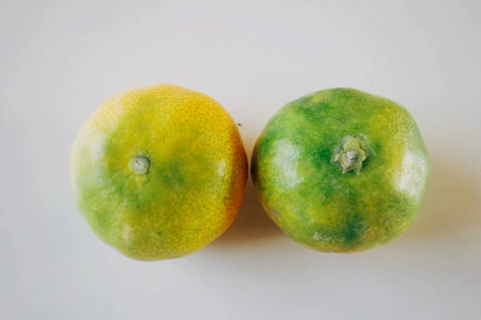 image_3530541791474530605016.jpg?type=w966