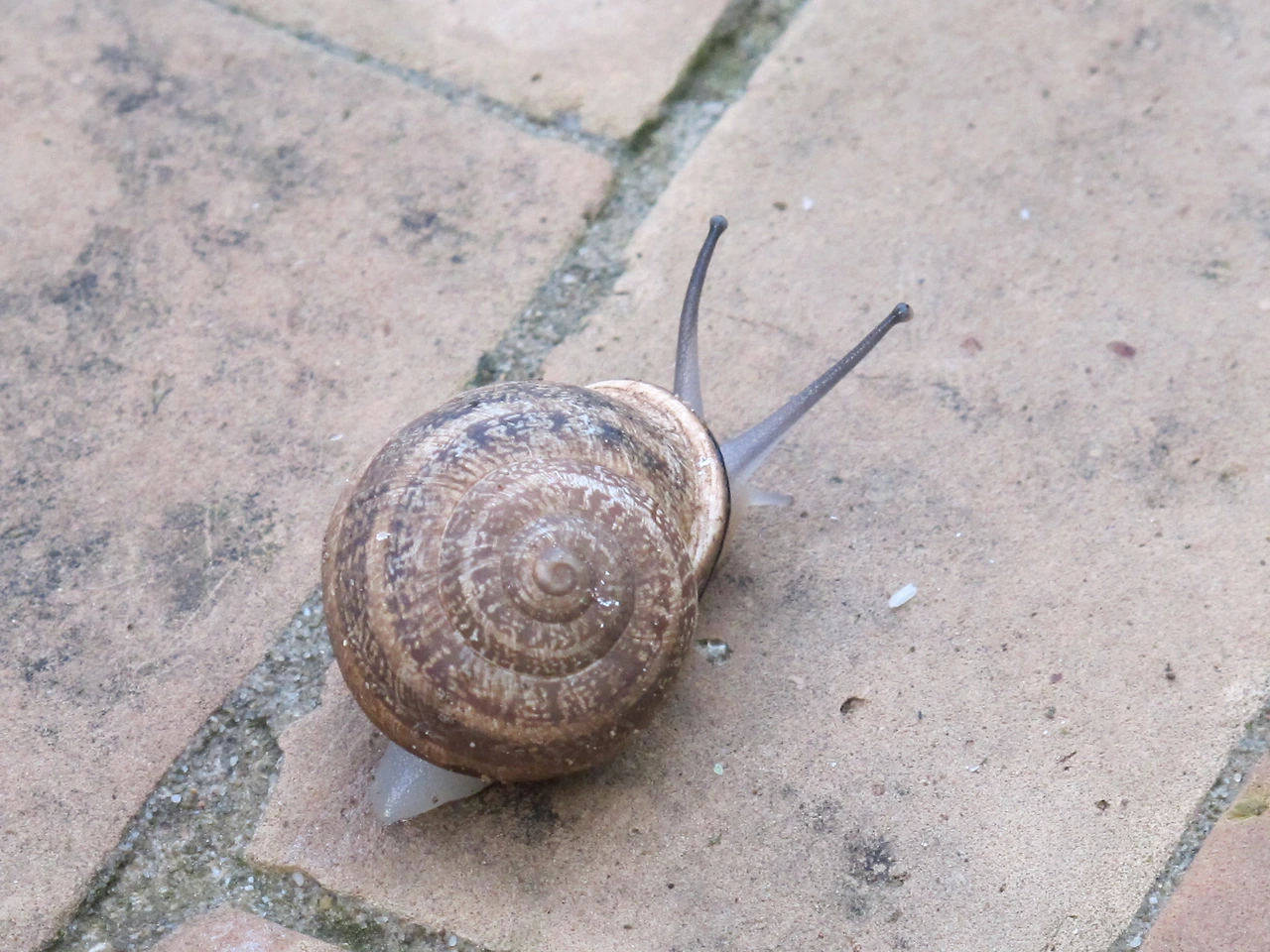 [3-11] 천천히 천천히 앞으로 나아가는 달팽이처럼 첫 발을 내딛다..JPG