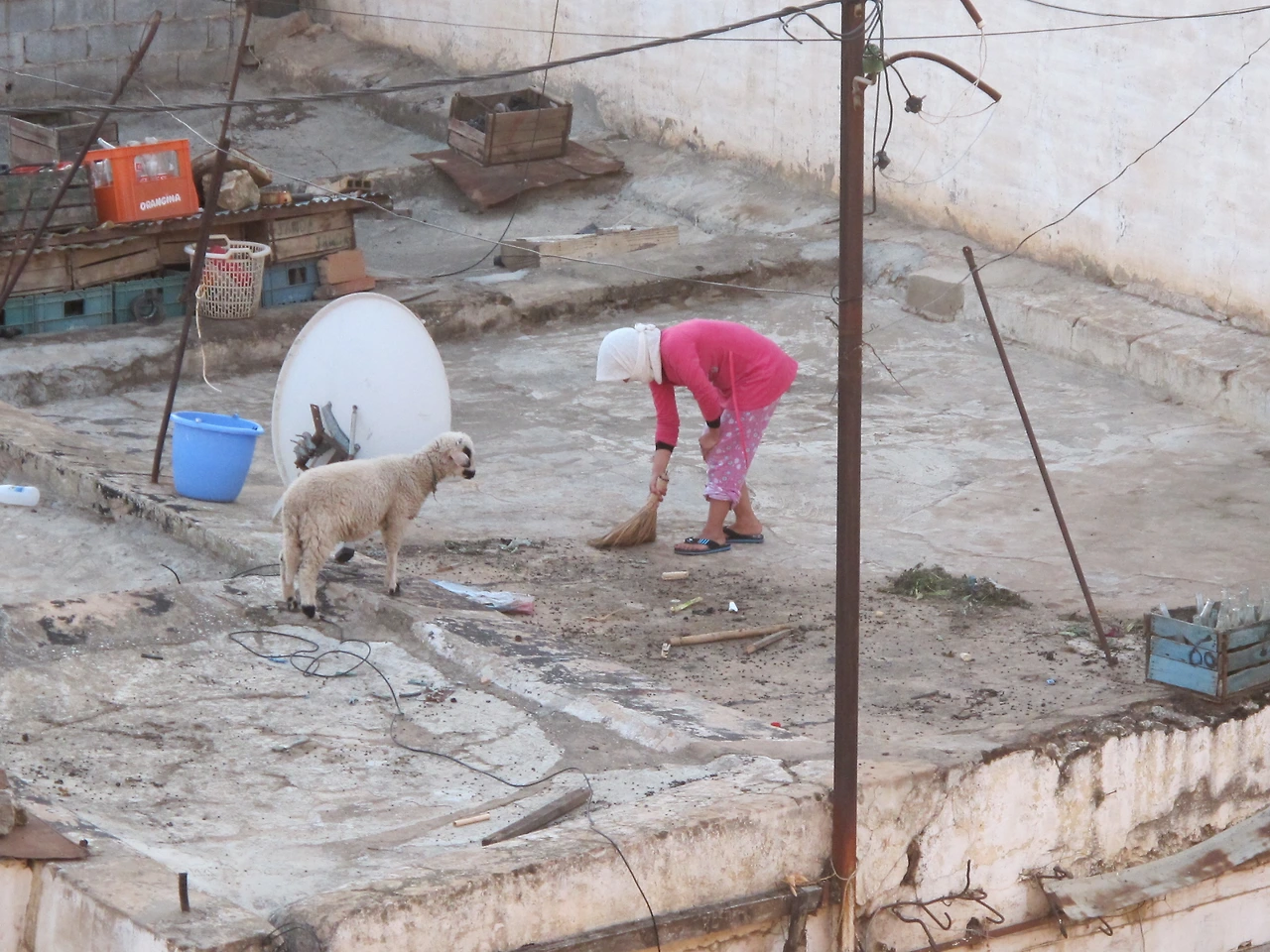 [4-21] 주인집 딸을 보고 반가워 이리저리 뛰어다니는 양순이 1.JPG