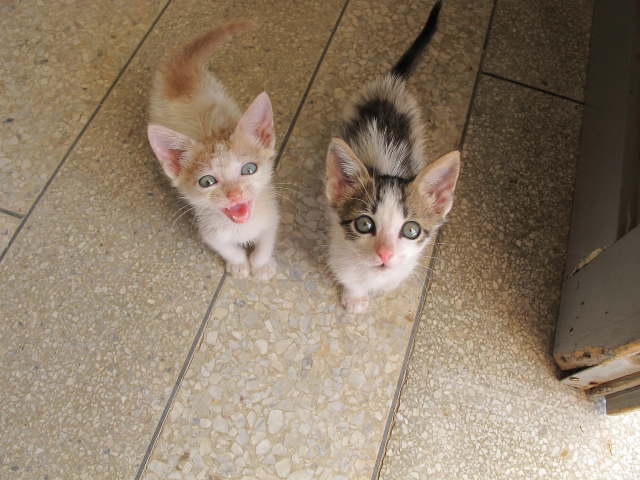 [4-45] 건강을 되찾은 나비&코비.JPG