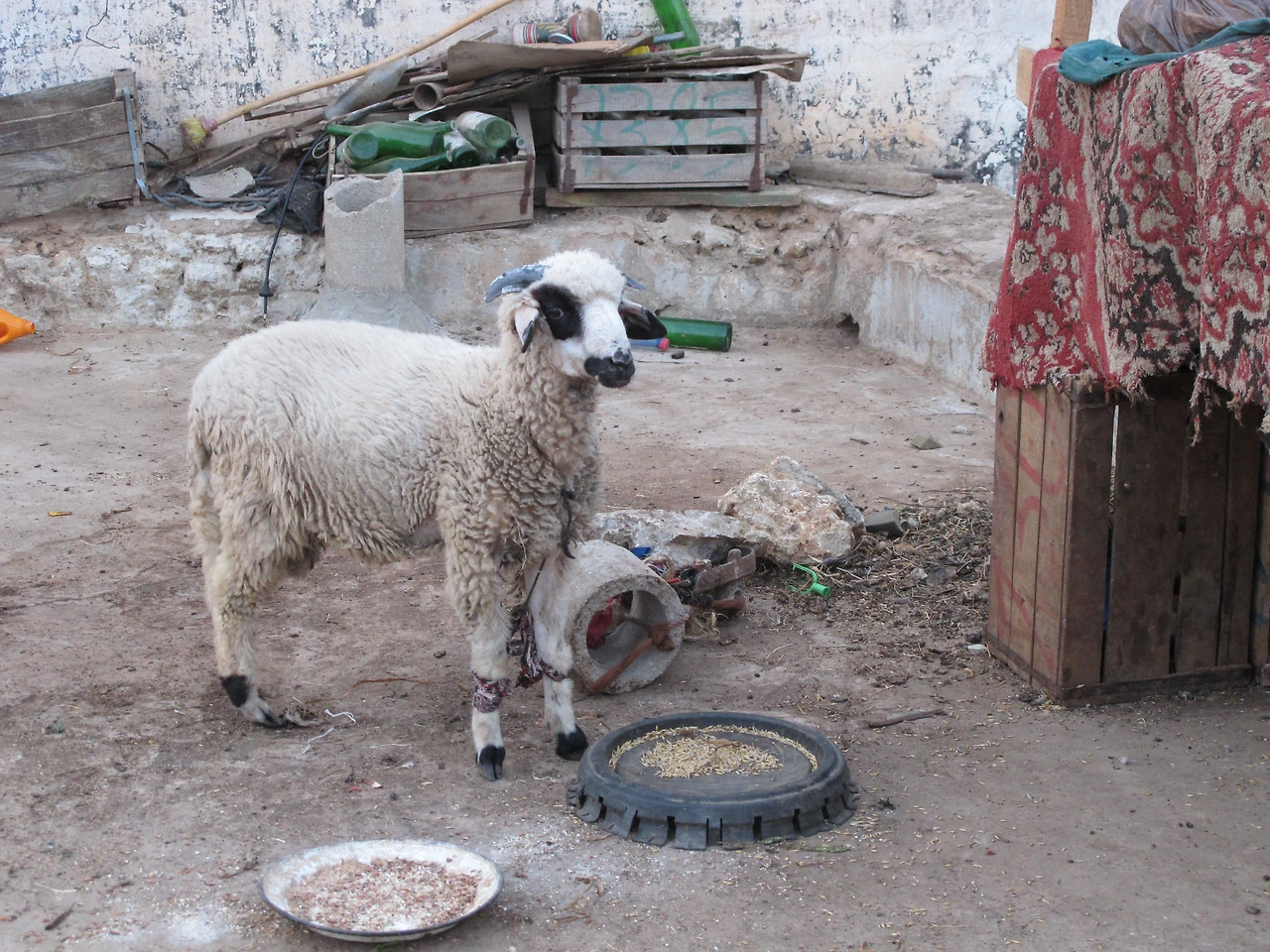 [4-25] 어느 덧 뿔이 많이 자란 양순이.JPG