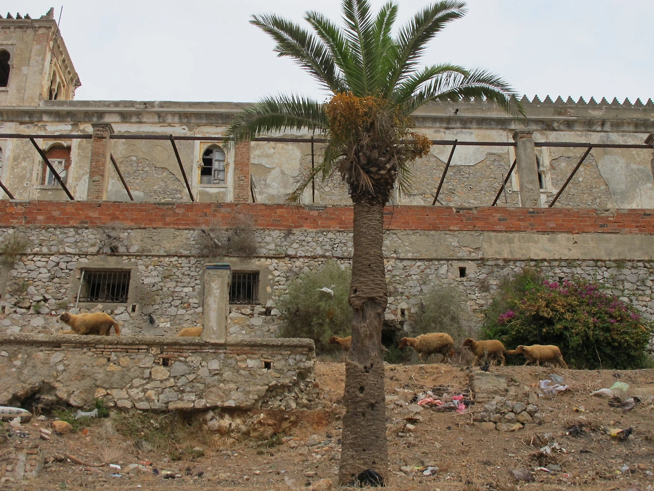 [5-31] 카스바(Casbah)를 지나가는 주인 없는 양 떼.JPG