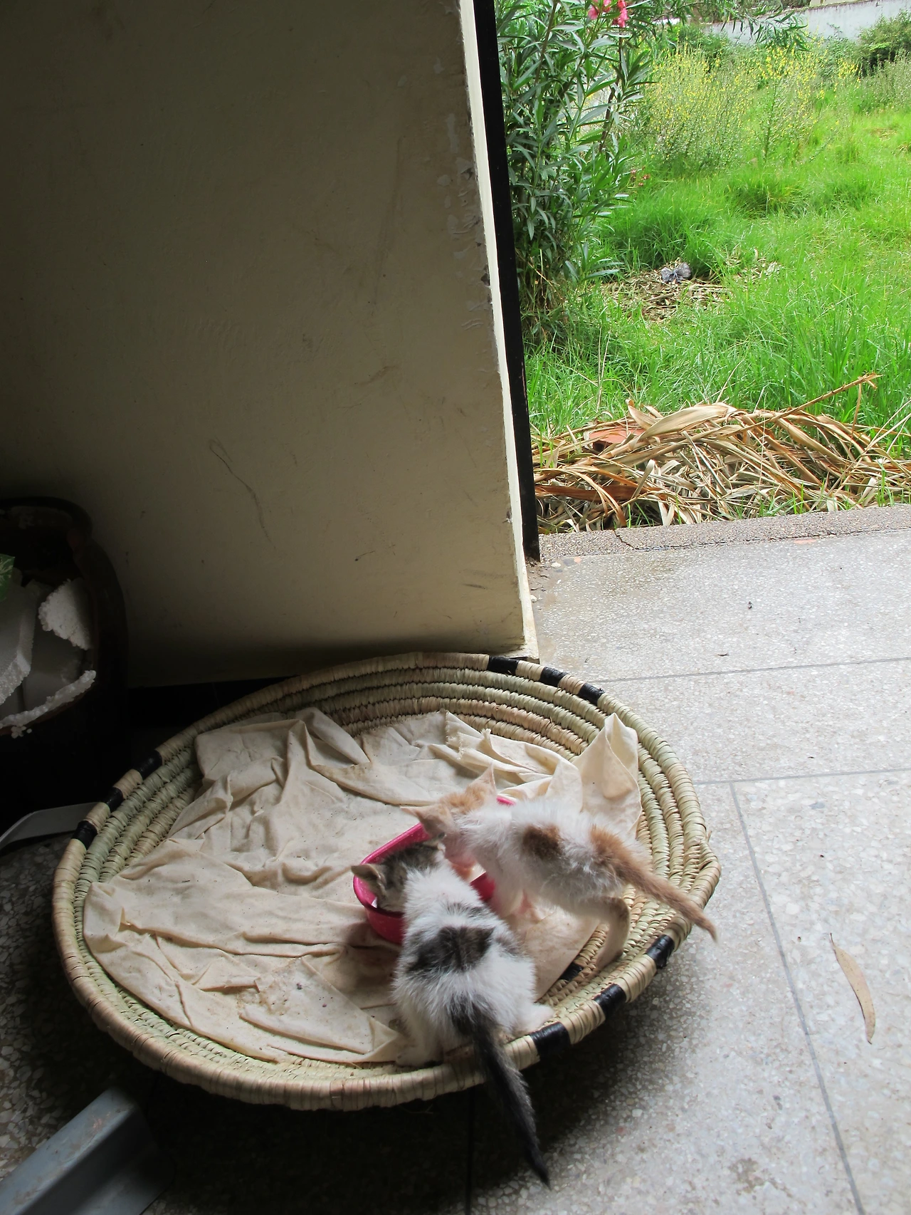 [4-42] 유치원 강당 뒤쪽에 마련한 집에서 우유를 먹는 고양이들.JPG