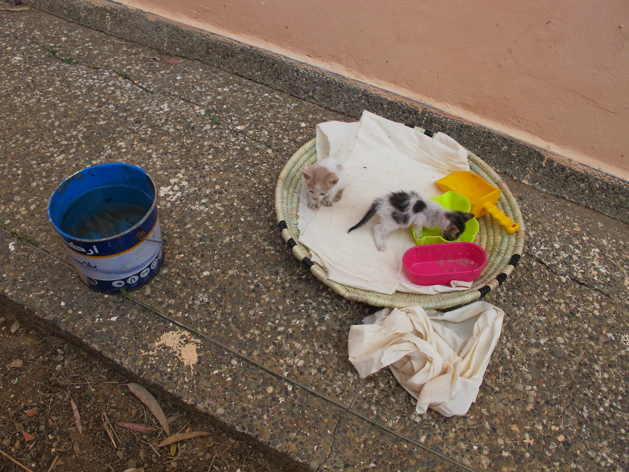 [4-36] 새끼 고양이들의 첫 목욕 준비.JPG