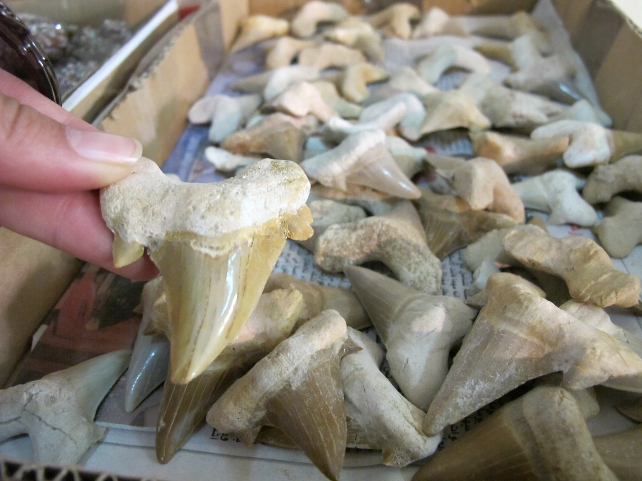 [5-92] 화석 박물관의 화석들 4.JPG