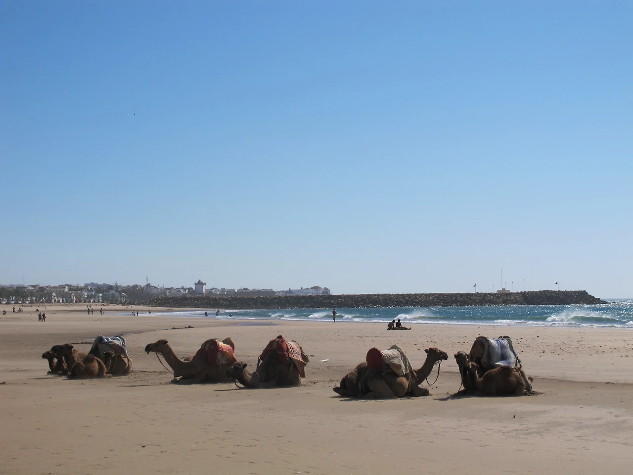 [5-8] 해변 가에 줄맞춰 앉아 있는 낙타들.JPG