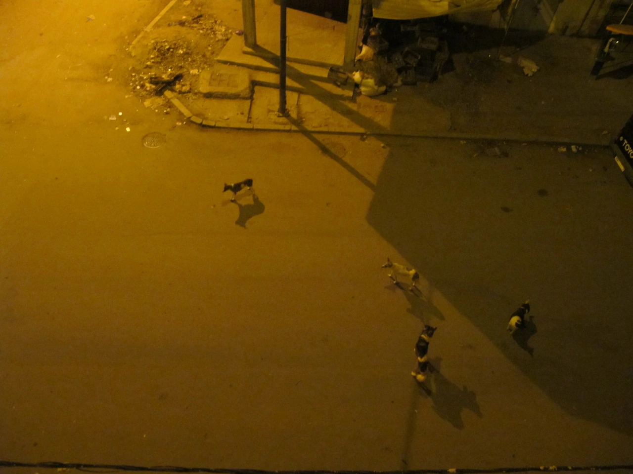 [4-30] 밤12시가 넘어 동네 개들이 먹을 것을 찾으러 다니는 모습.JPG