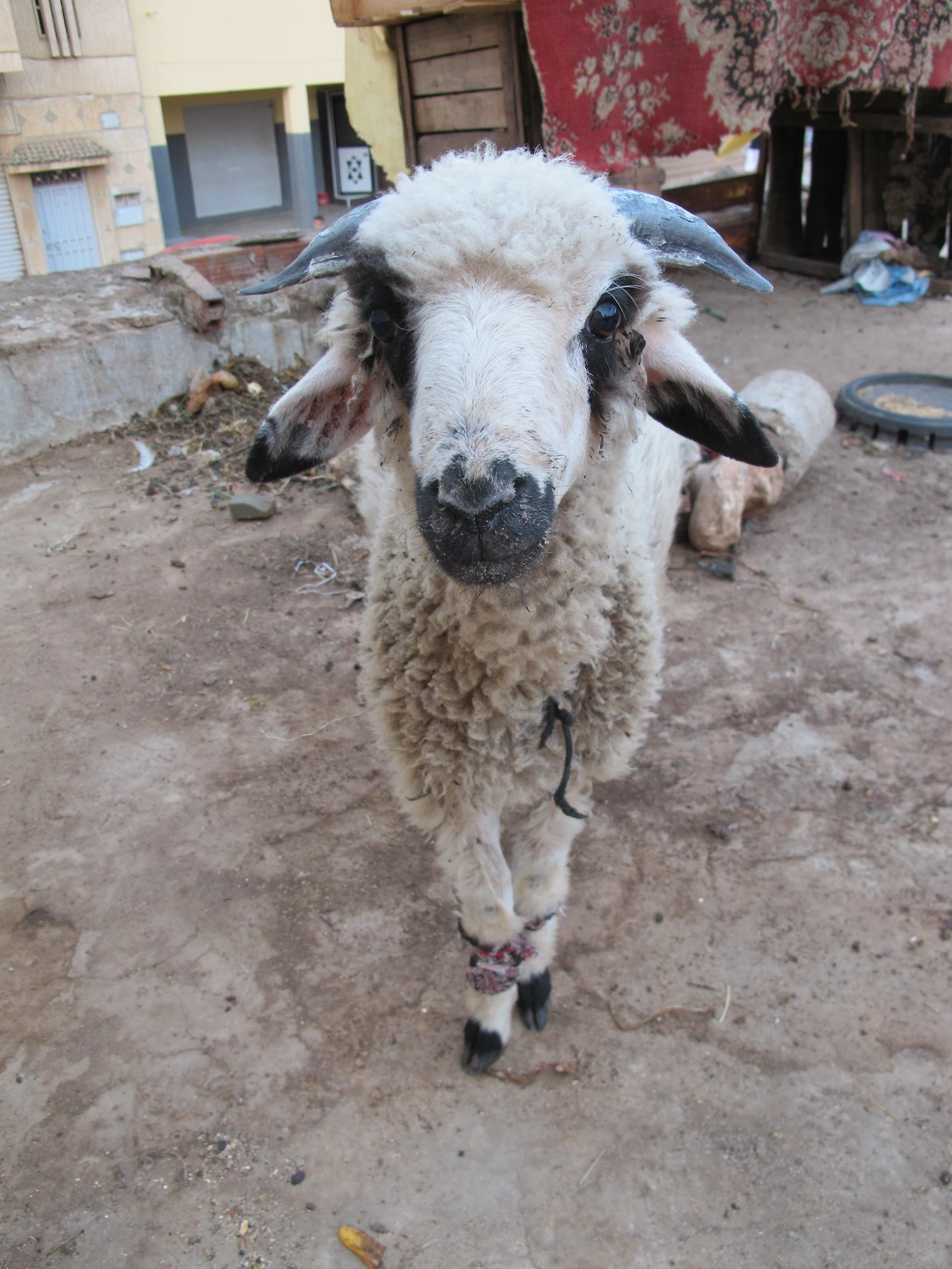 [4-26] 초롱거리는 눈으로 바라보는 양순이.JPG