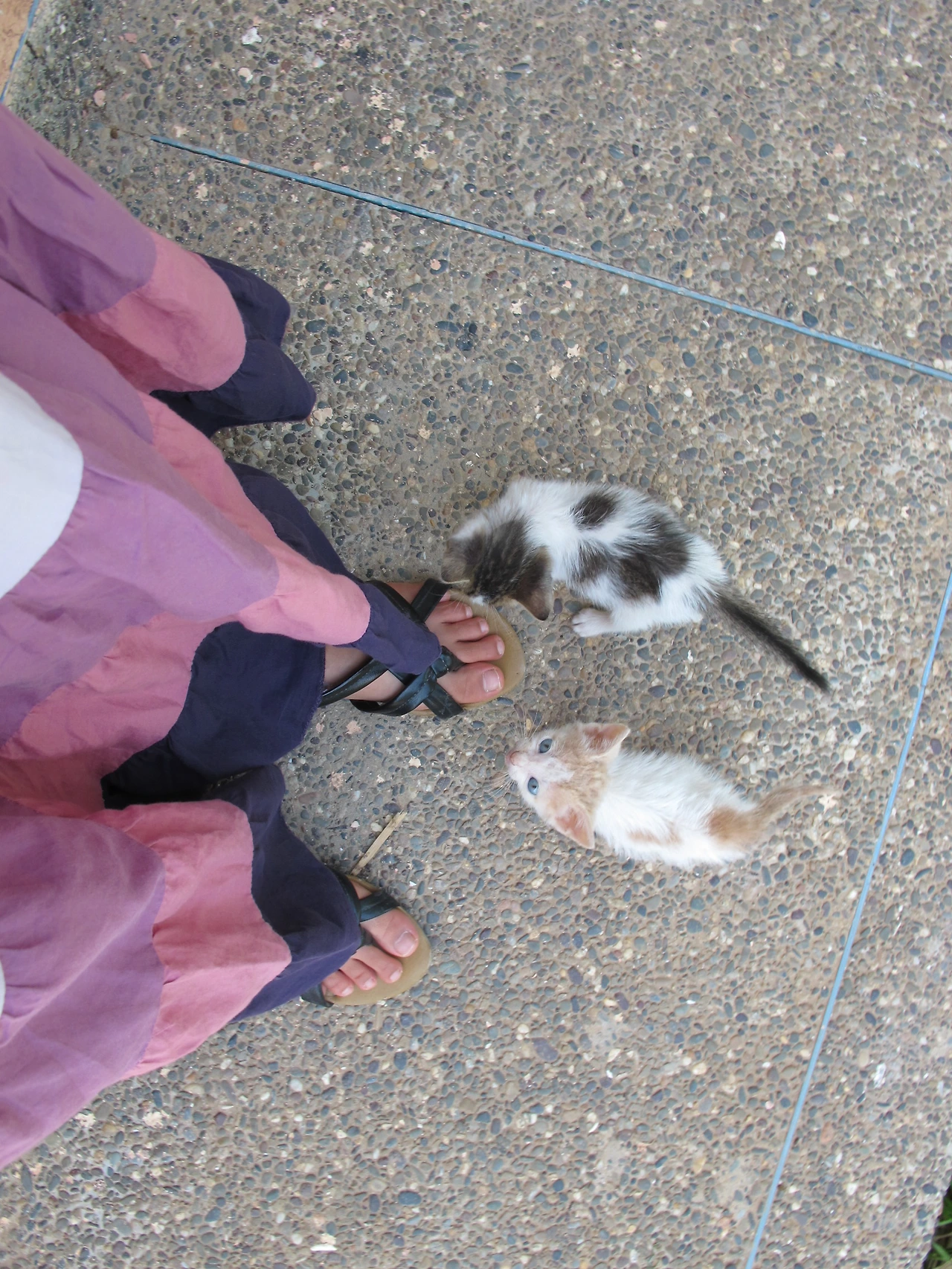 [4-43] 밥 달라며 내 발 뒤만 쫒아 다니던 고양이들(나비&코비).JPG