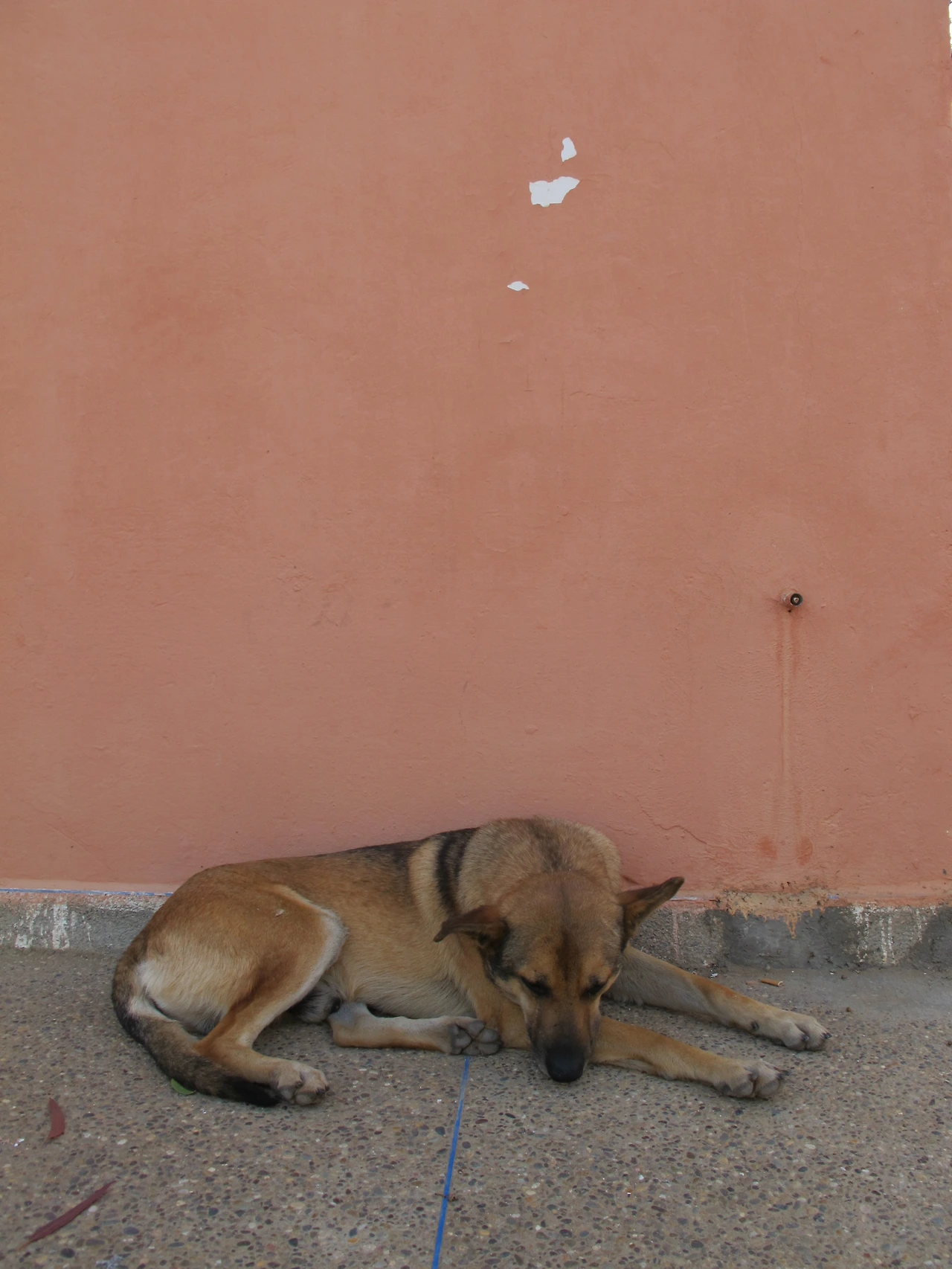 [4-28] 그늘진 곳에서 잠자는 ‘자크’.JPG