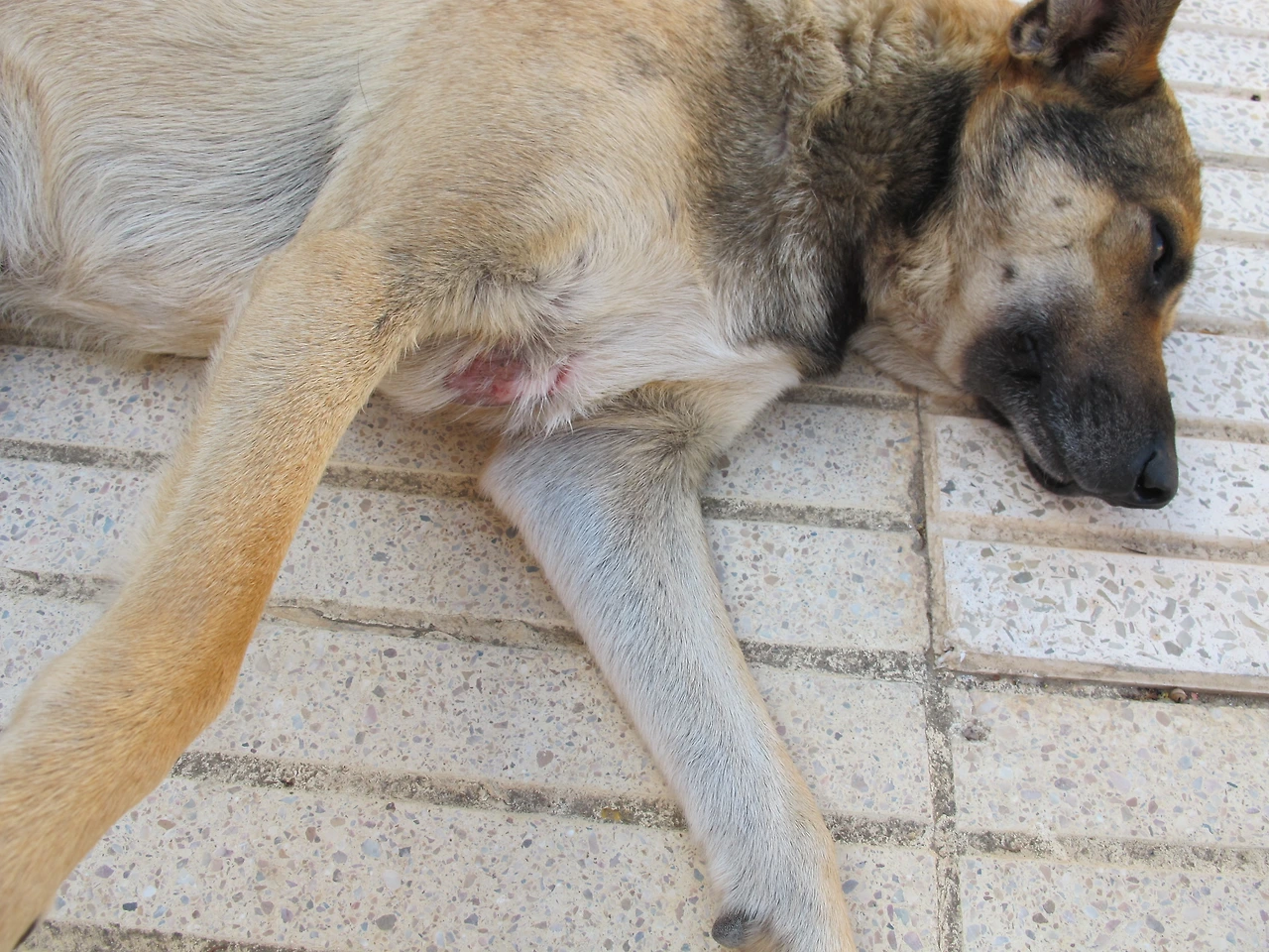 [4-31] 손바닥만큼 가슴이 찢어져있던 자크.JPG