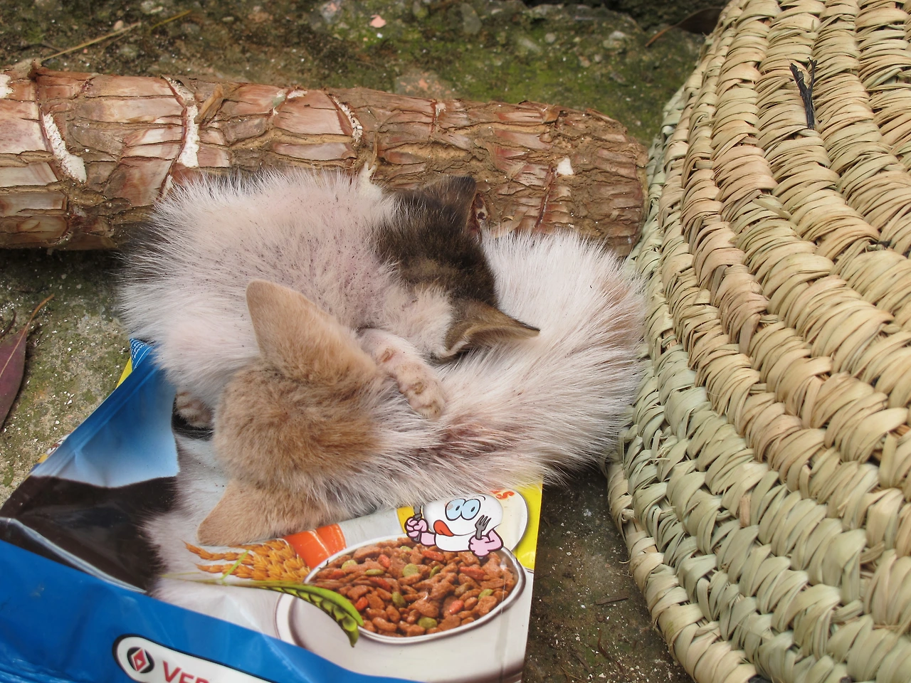 [4-35] 구석에서 서로를 의지하여 잠들어 있는 나비&코비.JPG