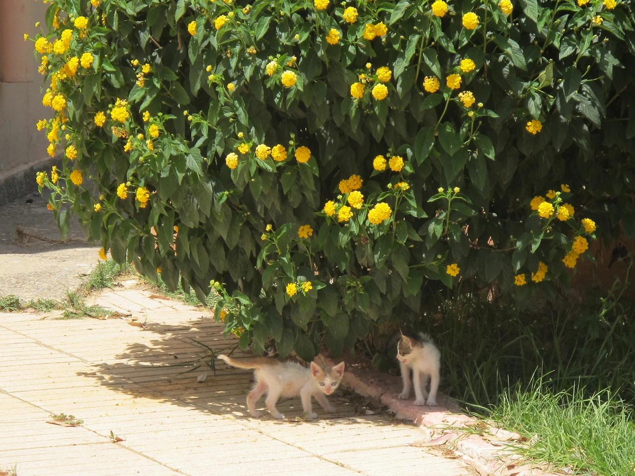 [4-52] 햇볕을 쬐고 있는 나비&코비.JPG