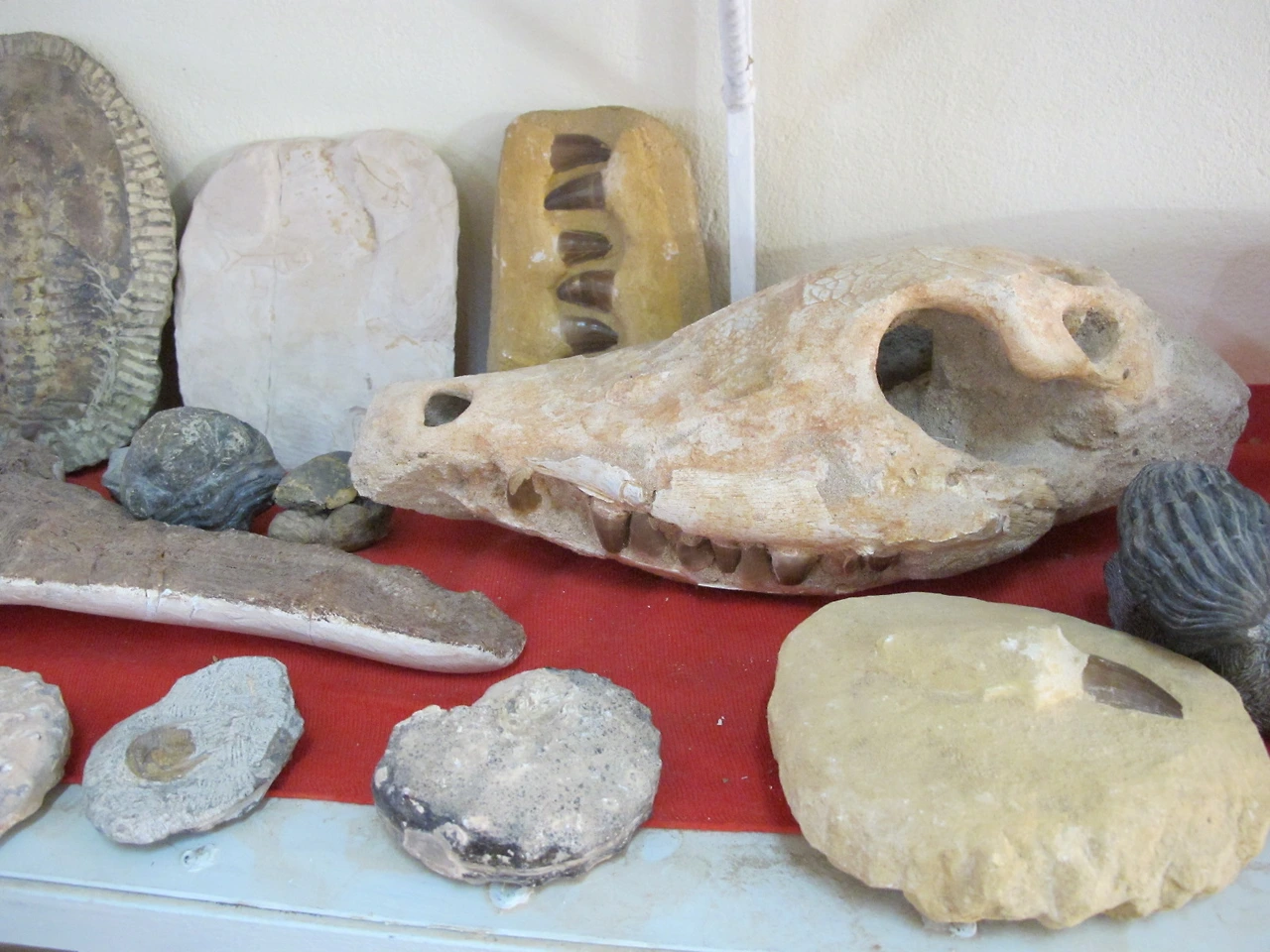 [5-92] 화석 박물관의 화석들 3.JPG
