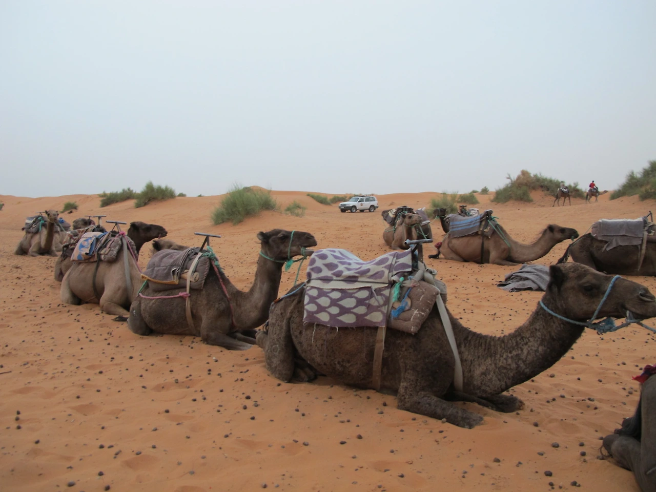 [5-95] 사하라 사막에 들어가는 입구에서 우리를 기다리고 있는 베르베르(아마질) 사람들과 낙타들.JPG