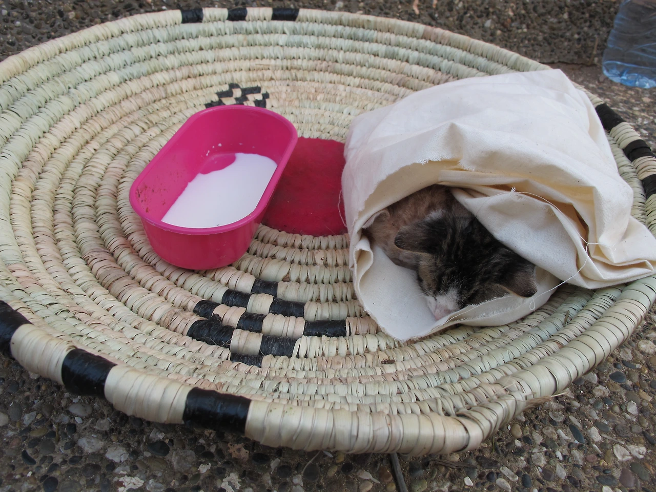 [4-39] 첫 목욕을 마친 나비와 코비.JPG