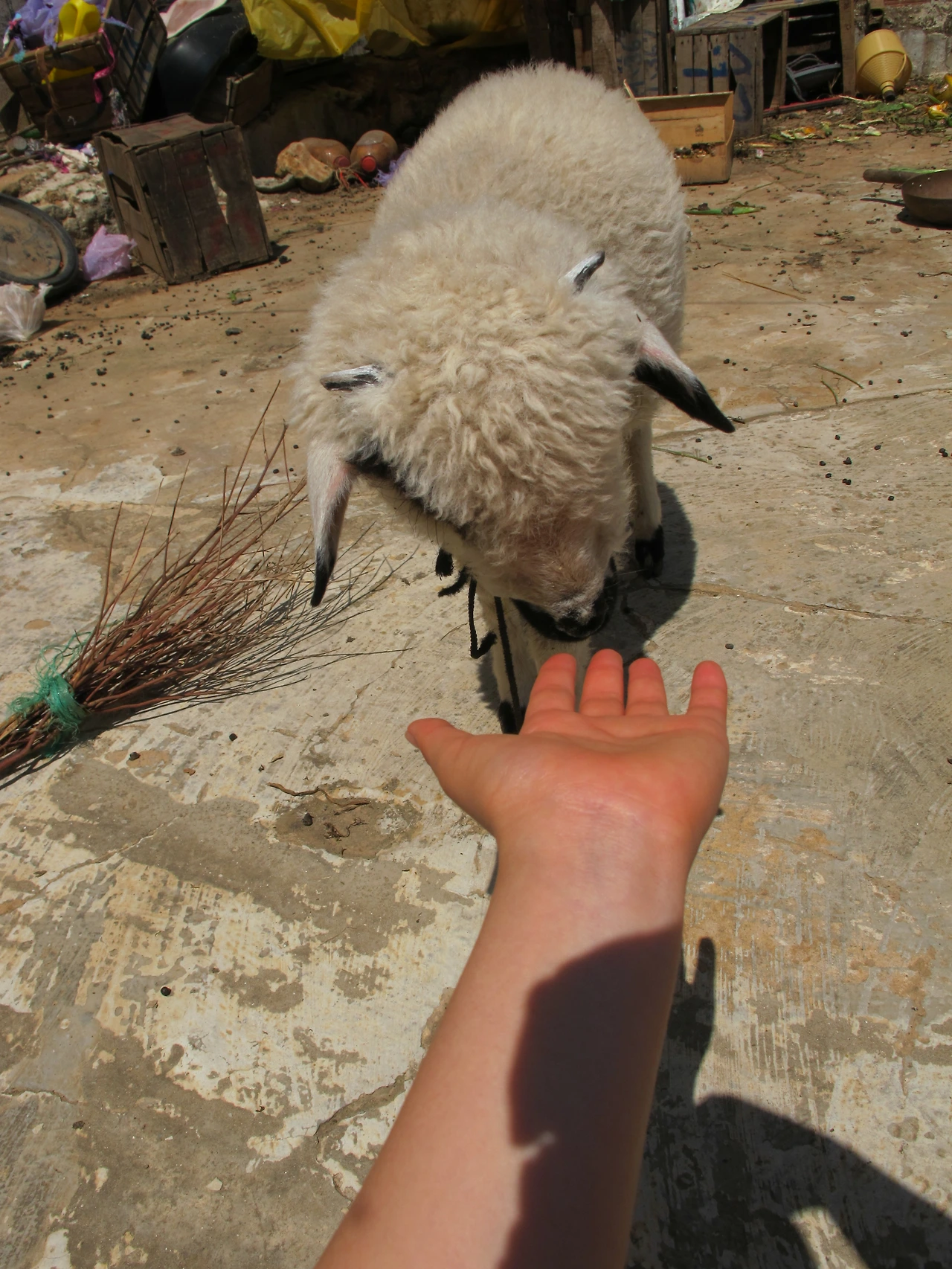 [4-24] 양순이와 인사하는 순간.JPG