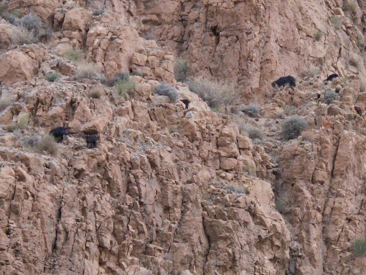 [5-85] 깎아지는 절벽사이를 거니는 흑염소 가족 2.JPG