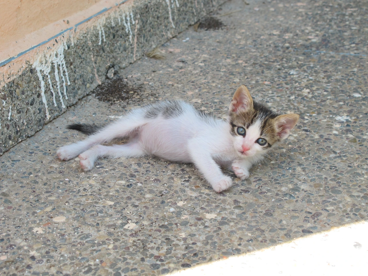 [4-51] 산책 후 그늘에서 낮잠을 자려는 나비.JPG