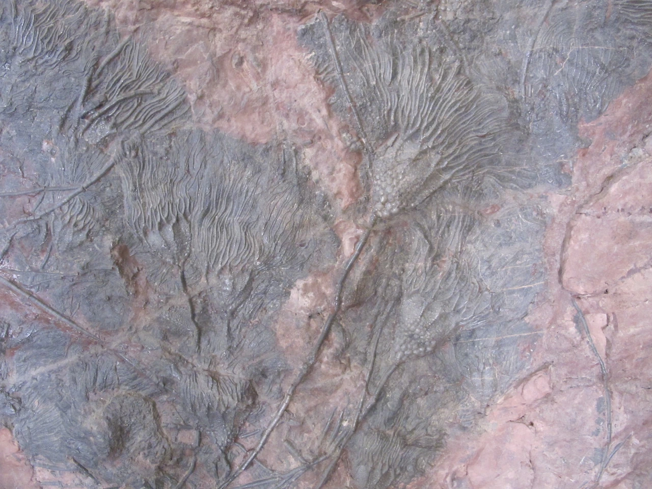 [5-92] 화석 박물관의 화석들 5.JPG