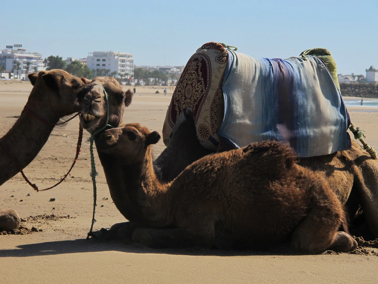 [5-9] 가까이 가자 경계하는 어미 낙타와 새끼 낙타.JPG