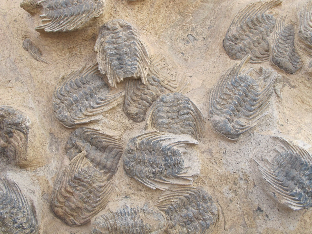 [5-92] 화석 박물관의 화석들 1.JPG