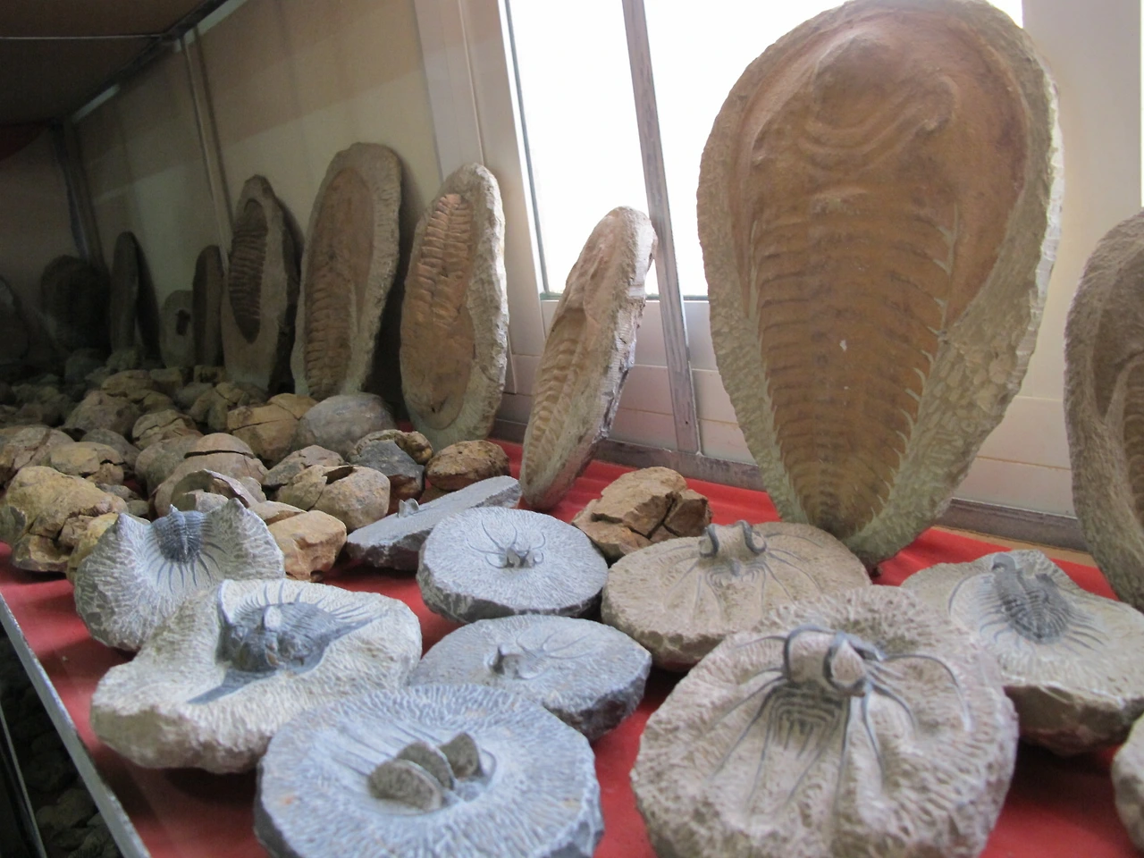 [5-92] 화석 박물관의 화석들 2.JPG