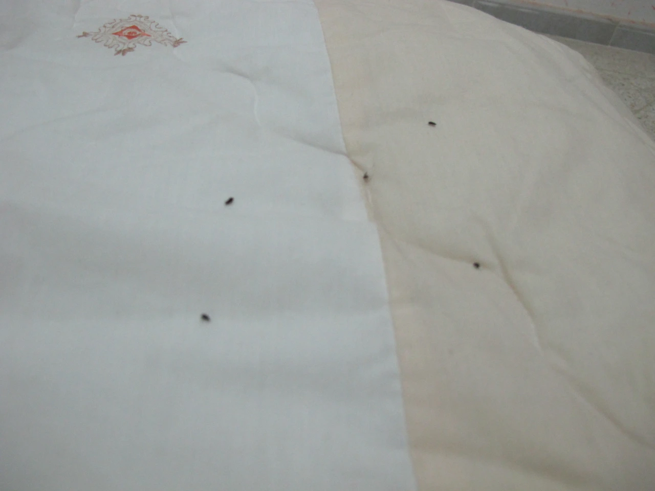 [4-40] 그날 밤 침대위로 튀어 올라오던 벼룩들.JPG