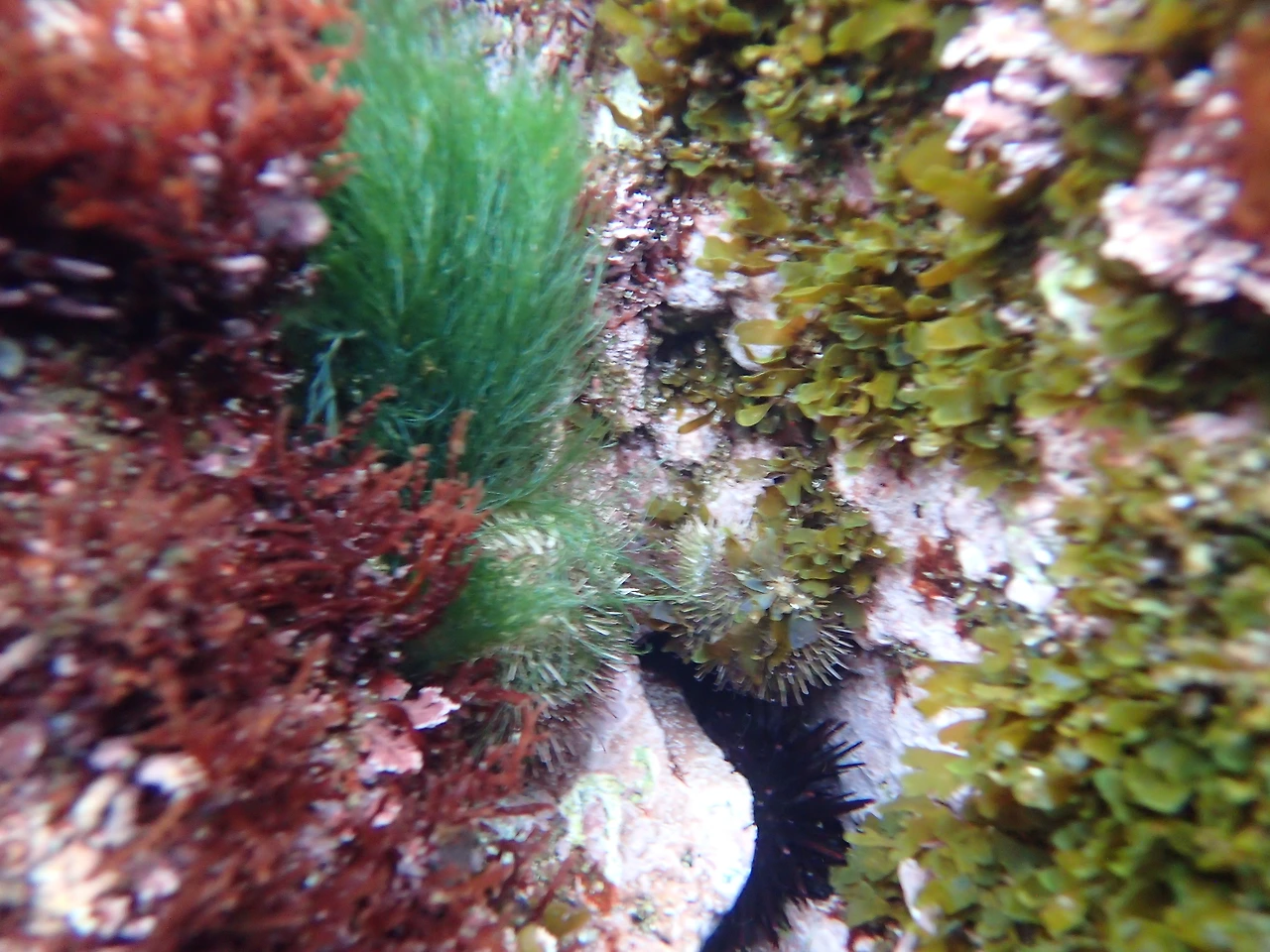 20페이지 좌측 암반 상부의 해조류 추가.JPG