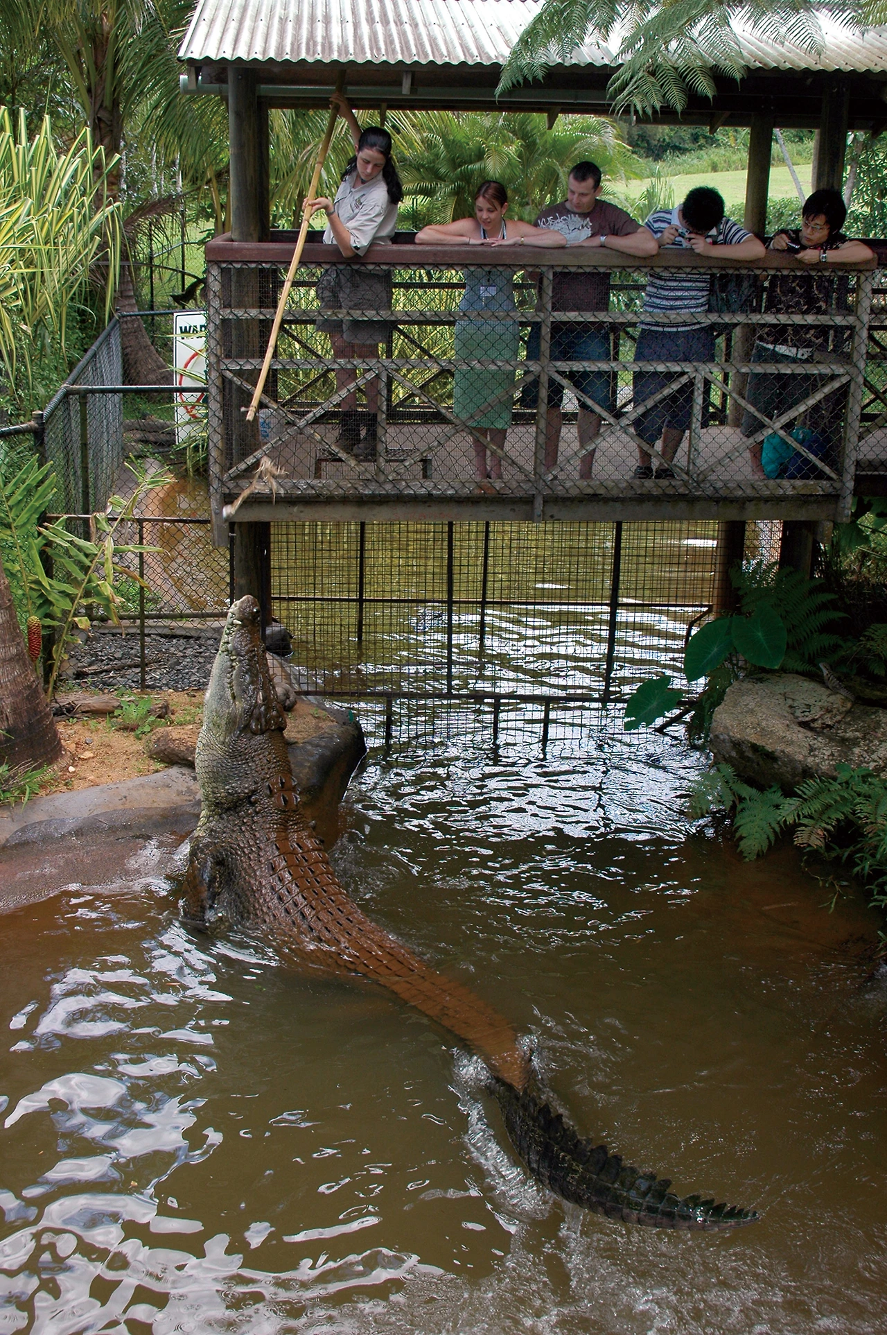 Rainforest_Station_Croc9.JPG