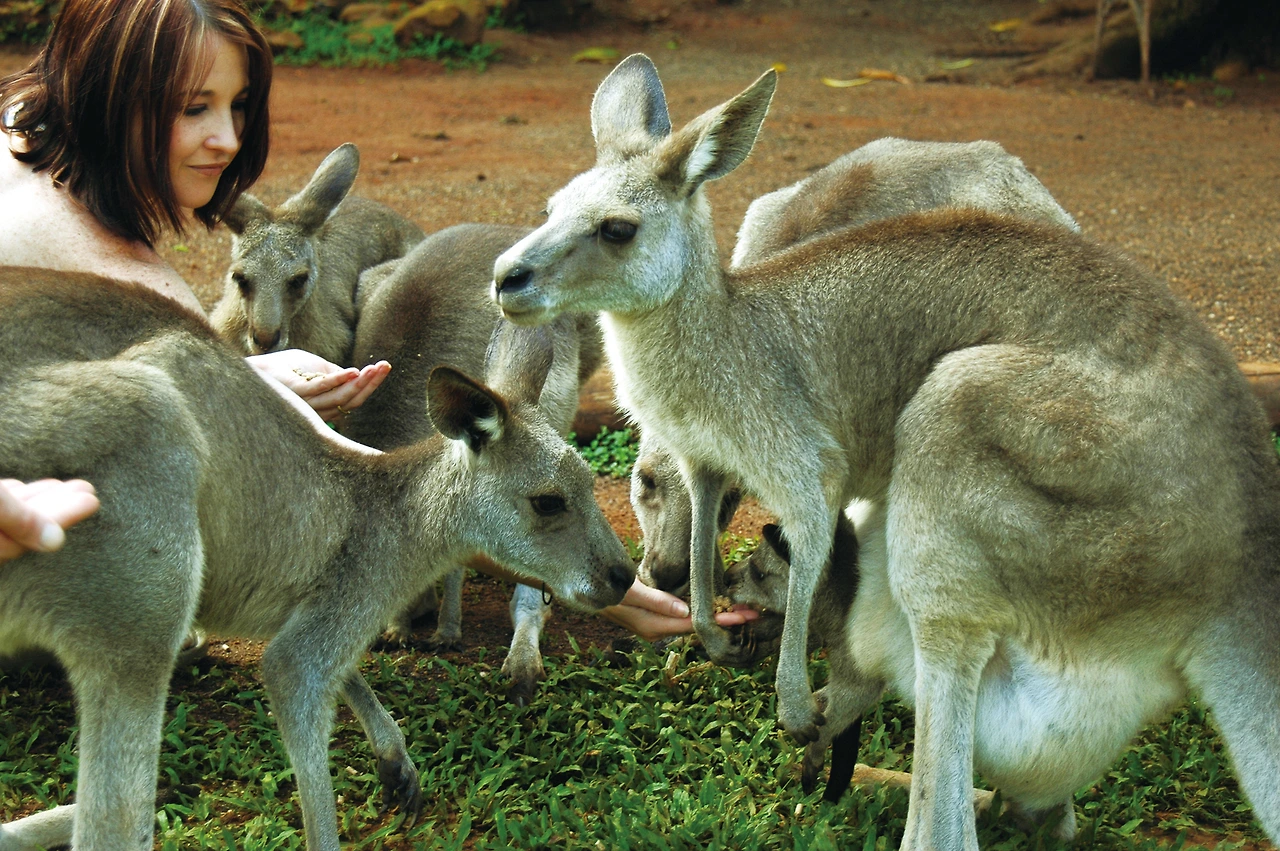 Rainforest_Station_kangaroos1.JPG