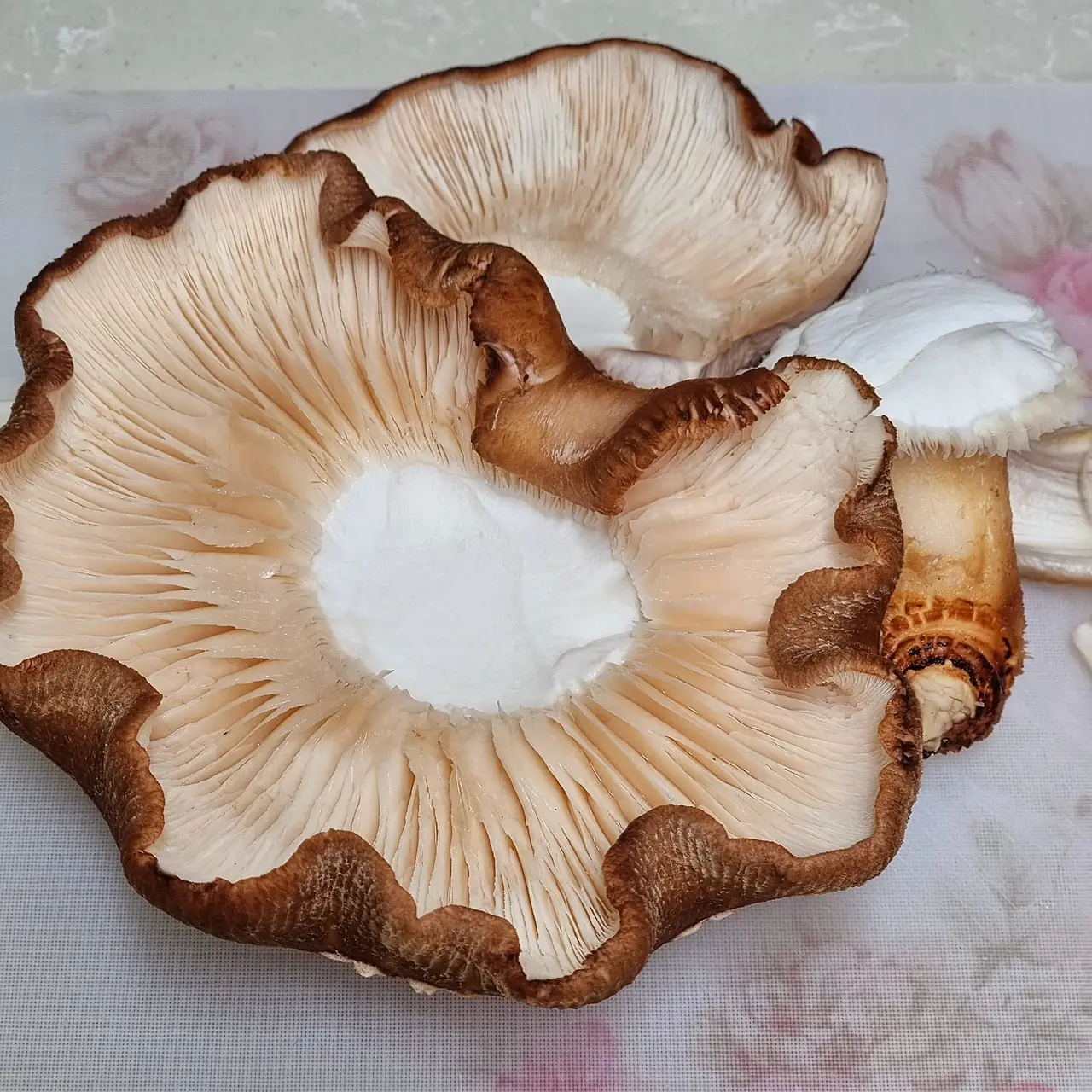 399365594_24253080067641120_4851875246413318227_n.jpg?_nc_cat=100&ccb=1-7&_nc_sid=5f2048&_nc_ohc=u5v7KXttVIQAX_CqCdg&_nc_ht=scontent-ssn1-1.xx&oh=00_AfACEo6UGn3at31NlZ8T2uq7LXDpIKDU25aSy-Zduj6AdA&oe=654CE8FD